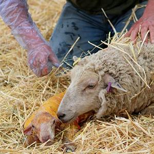 Gants de dressage à usage unique Insemination vétérinaire Rectal Gants longs, manches extrêmement longues Gants à bras longs 10