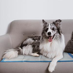 Des coussins &agrave; usage unique ultra-absorbant sans coussin pour b&eacute;b&eacute; adulte pour animaux de compagnie 12