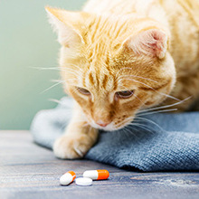 Des kits de remplissage de capsules de pilules vides, des fournitures pour la maison et le laboratoire - spatule &agrave; micro cuill&egrave;re, plateau de remplissage de cuill&egrave;re de laboratoire, poudre d'herbes 6