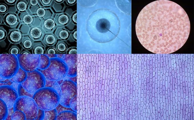 Slides et couvertures pour microscope, diapositives en verre vierge pour microscope - 300 diapositives, 300 couvertures, pour microscopie 7