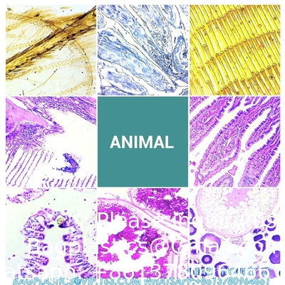 Diapositives au microscope avec échantillons pour enfants, Diapositives au microscope préparées Plantes Animaux Insectes, Diapositives au microscope